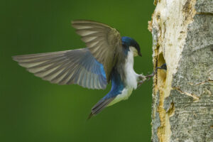 A tree swallow comes in for a landing at its nest,