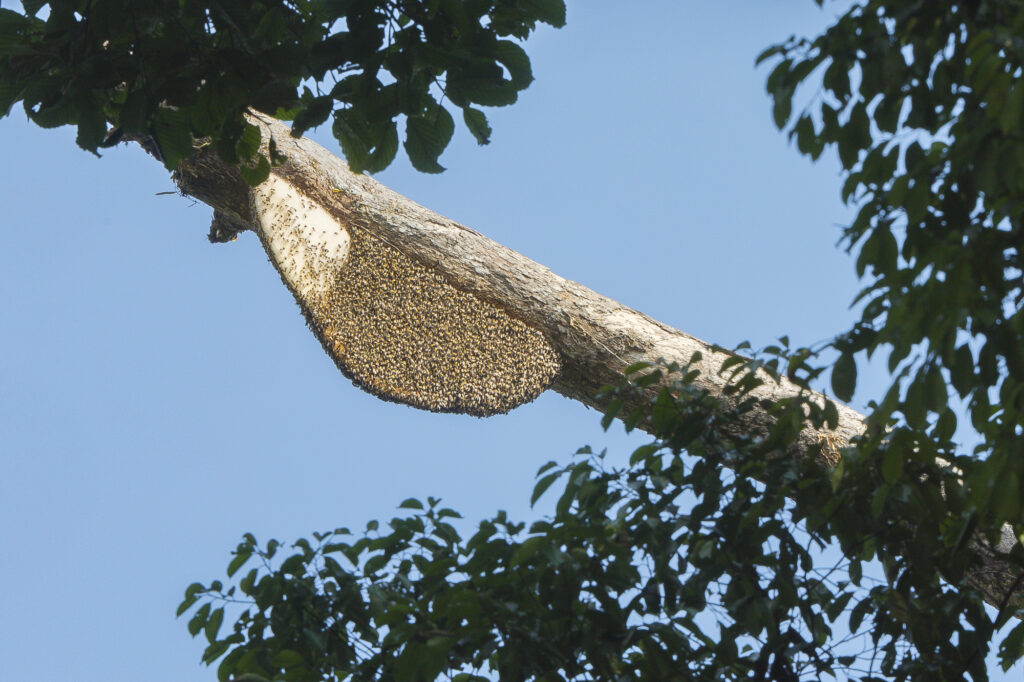 The object of Tunjuk's desire - a giant Asian honeybee hive.