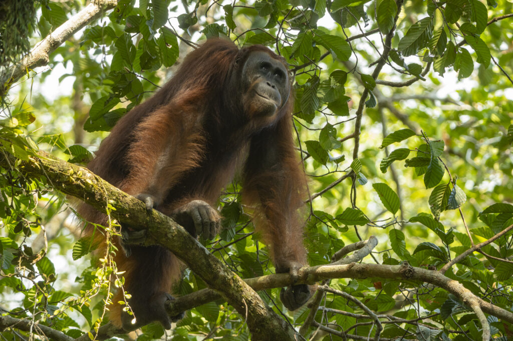 Orangutan Tunjuk stares up at the bee hive.